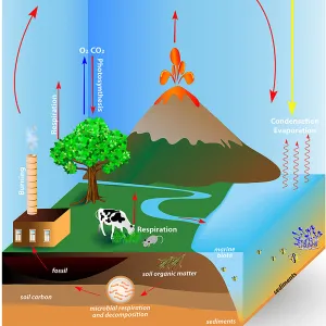 Carbon Cycle Play