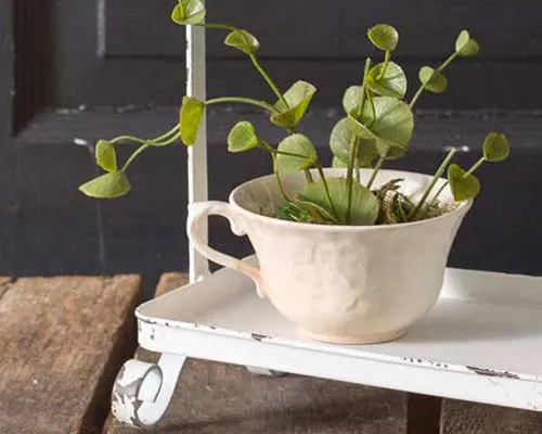 Shabby distressed white songbird caddy